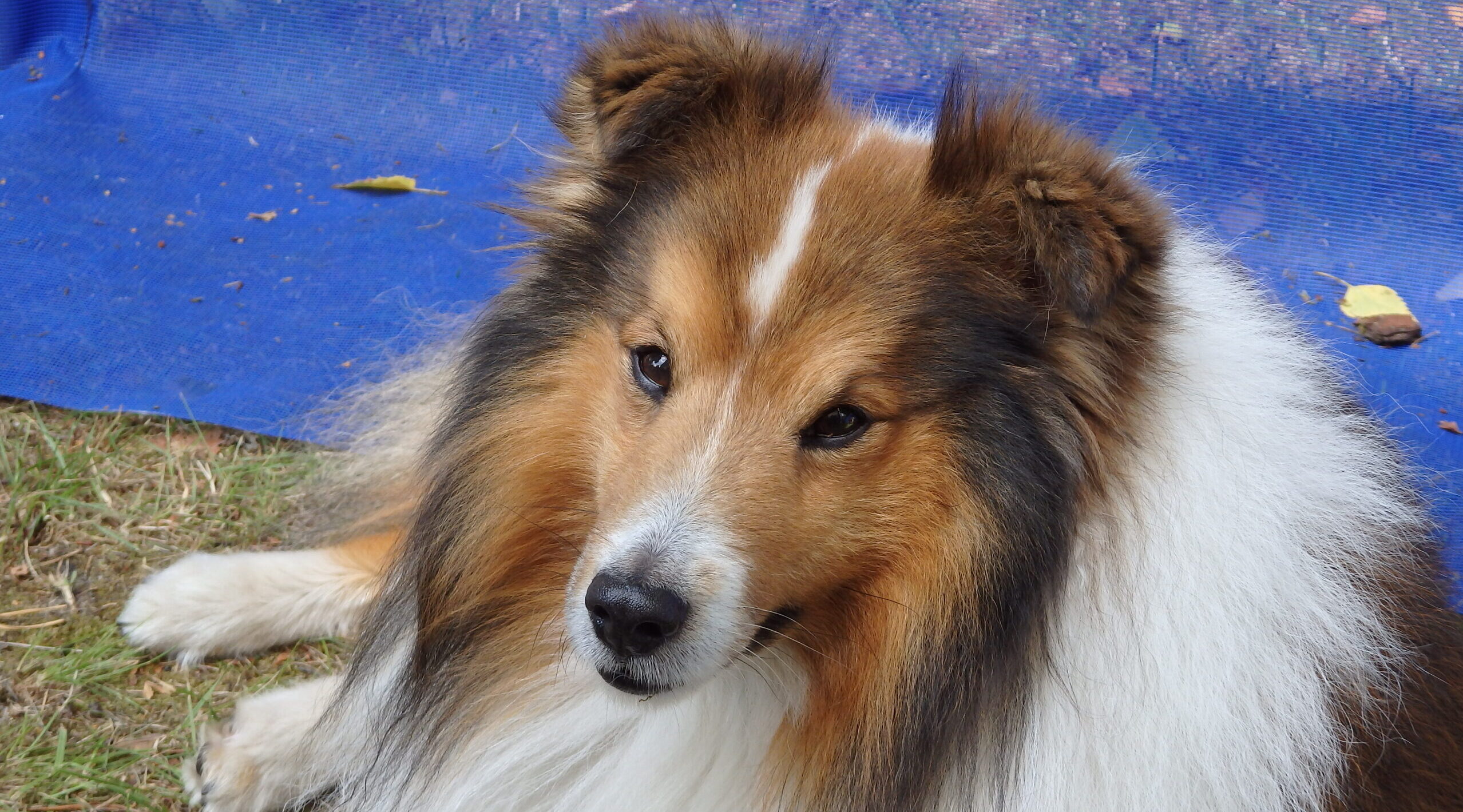 De Nederlandse Sheltie Vereniging